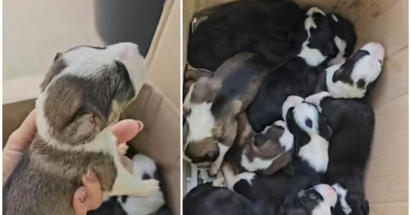 VIDEO U vrećici kraj zadarske benzinske ostavili devet tek okoćenih štenaca: 'Prestrašno, da ti srce pukne od tuge'