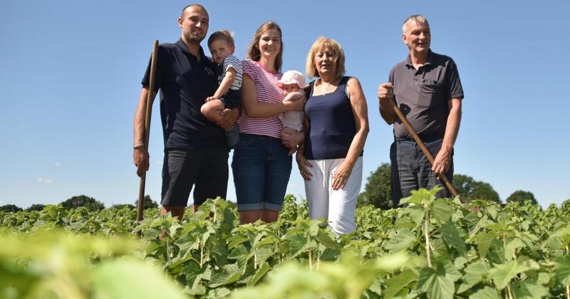 Family's flourishing berry business aims to get more people growing their own fruit