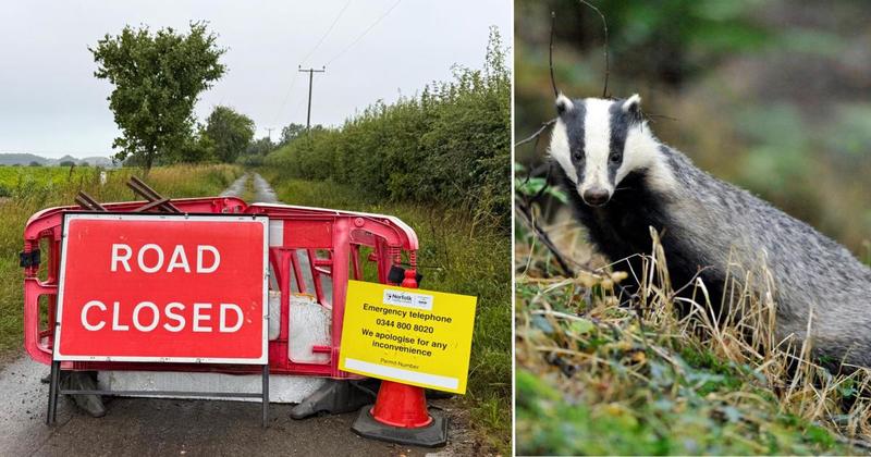 Badgers dig in as seven-year roadwork saga continues