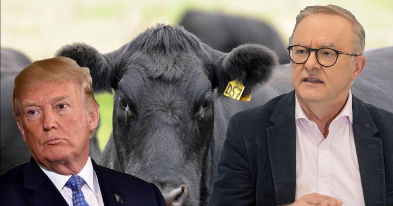 US Beef expansion no threat to Australia - But it does look like PM cowed to Trump