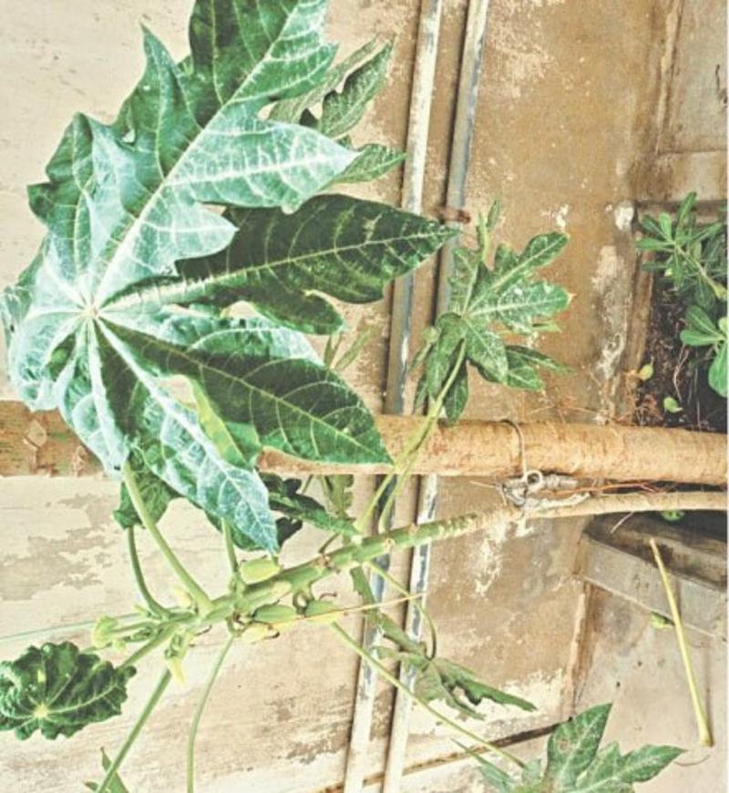 GARDENING: ‘WHAT’S KILLING MY DRAGON-TAIL PLANT LEAVES?’