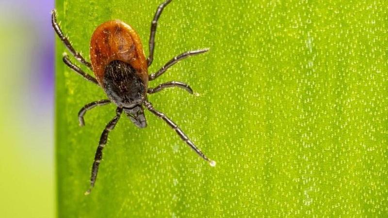 Fiebre de las garrapatas
