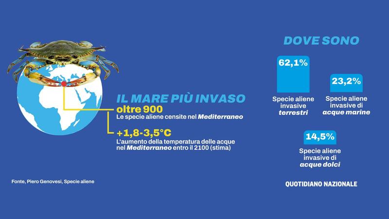 Specie aliene, “Mediterraneo mare più invaso al mondo”. Quali sono gli intrusi buoni?