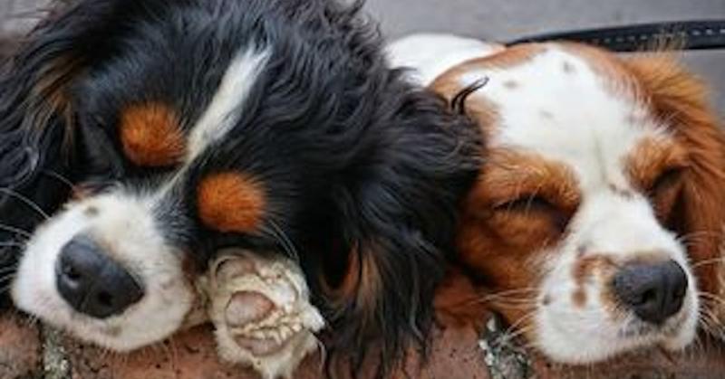 Dogs, Dying, and Death: Science, Stories, and Spirituality
