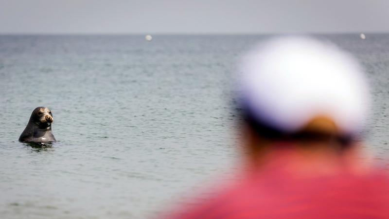 Maritim I | Sardinen statt Kabeljau: Klimawandel hat Nord- und Ostsee schon komplett verändert
