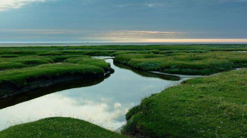 Maritim II | Salzwiesen im Watt: Wo noch die Portulak-Keilmelde blüht