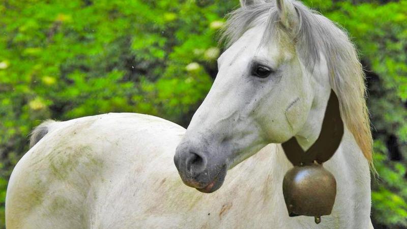 A Selvino il cavallo con il campanaccio disturba i turisti che chiedono al sindaco di “zittirlo”