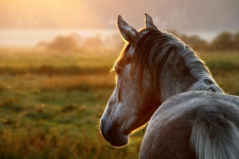 Cuando los mosquitos y las moscas no dan tregua: qué podemos hacer por el bienestar de los caballos