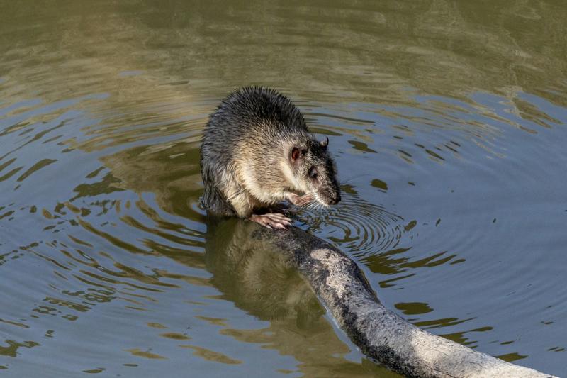 Australia’s rat uprising: footage provides first evidence of native rakali attacking introduced black rat