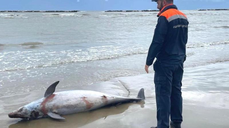 Delfino morto trovato sulla spiaggia di Cesenatico: analisi per capire le cause