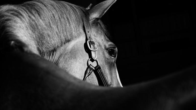 Nel punire chi maltratta gli animali, non possono esserci animali di serie B
