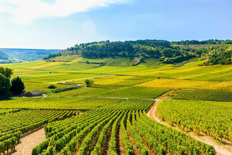 Faire territoire en Bourgogne : entre vignobles labellisés Unesco et friche autogérée