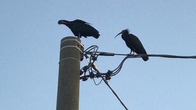 Il meraviglioso ritorno degli ibis: la sosta a Rovigo lungo la rotta migratoria