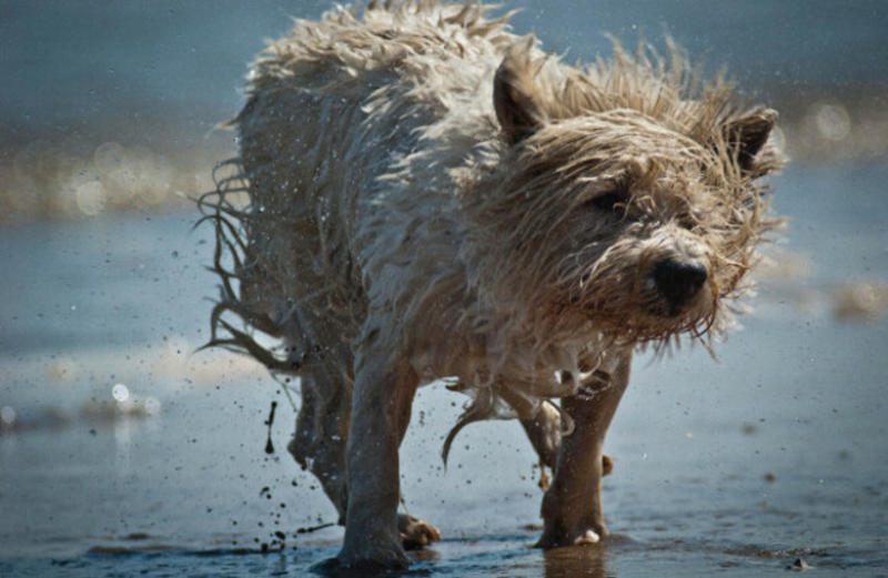 The scent of a hound: 'I love how my dog smells, I can't help it'