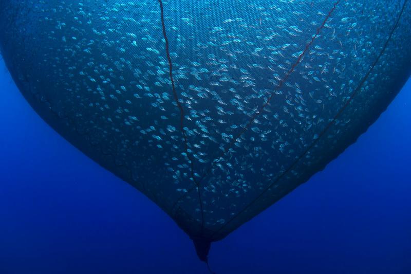 El sufrimiento mudo e invisible de los peces