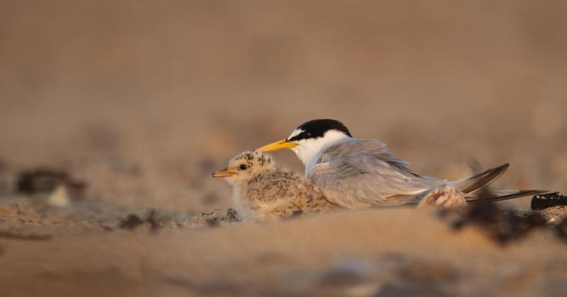 Rare seabirds dead after dog attacks at beach