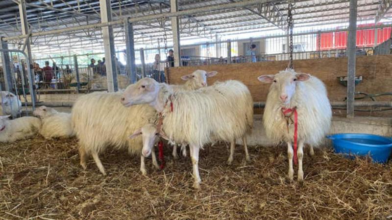 Blue Tongue, la febbre degli ovini: “Decine di allevamenti coinvolti”