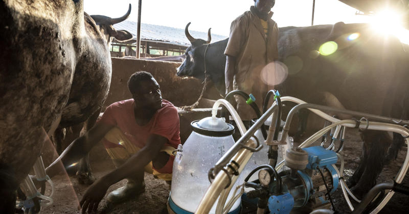 En Afrique de l’Ouest, la poudre importée concurrence le lait local