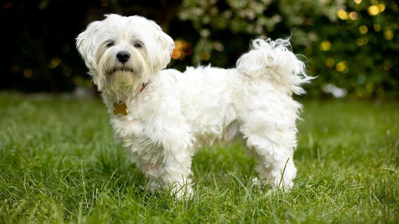 Cane sequestrato per riscatto, l’odissea di Cindy: rapita da un 16enne