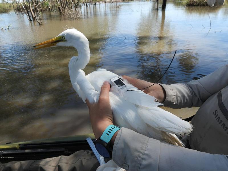 We used tiny sensors in backpacks to discover the extraordinary ways birds migrate to find water