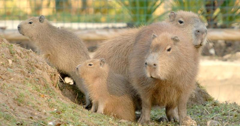 Council wades into wrangle over UK's first capybara café