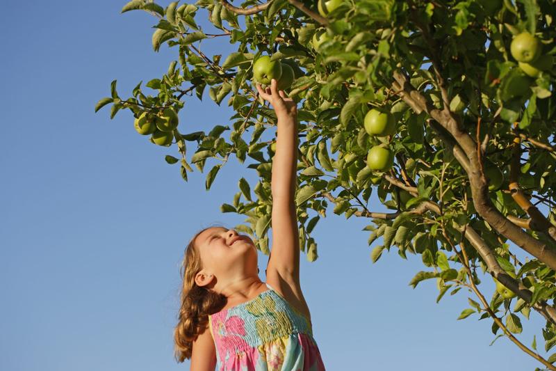 Should I limit how much fruit my child eats because it contains sugar?
