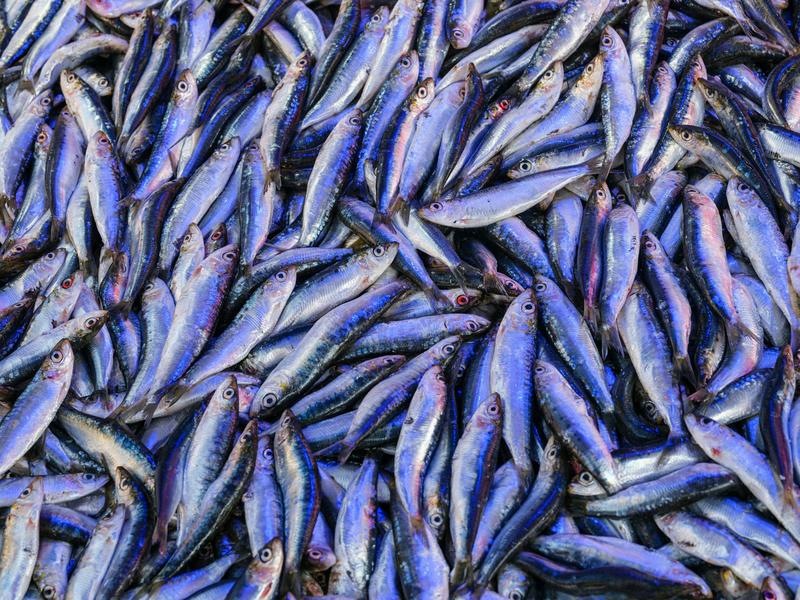 Take fish, salt in vats, leave in sun for months: why ancient Romans loved fermented fish sauces like garum