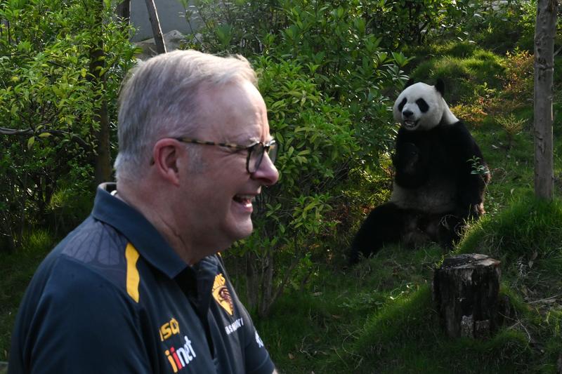 How China’s pandas became its most valuable diplomats – and its vulnerable children