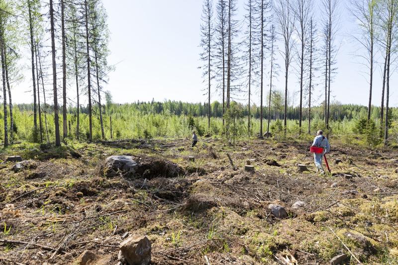 Ympäristö | Yliö: Hakkuiden rajoittamista esittävien kannattaa vielä odottaa tutkimustulosten tarkentumista