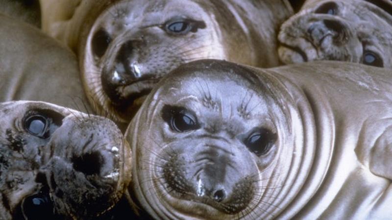 We've managed to save the whales. New law could render them extinct.