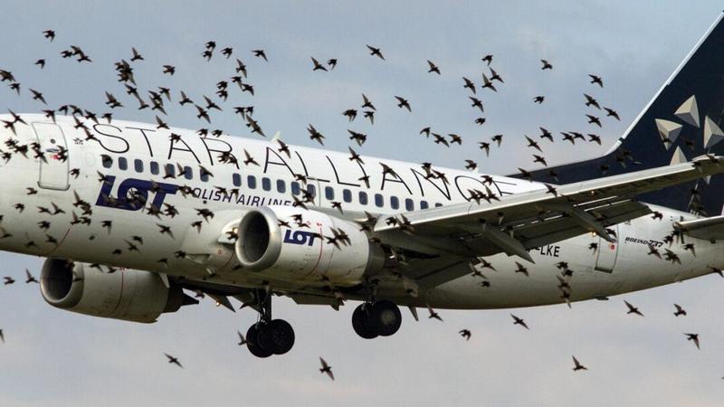 Bird Strike, quando aerei e uccelli si scontrano. Quanti sono negli aeroporti lombardi. E perché avvengono