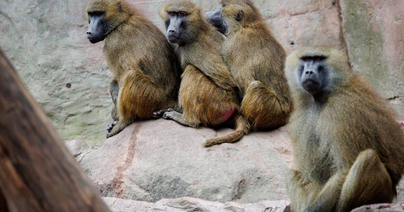 Erschossene Affen in Nürnberg: Dürfen Zoos Tiere töten?