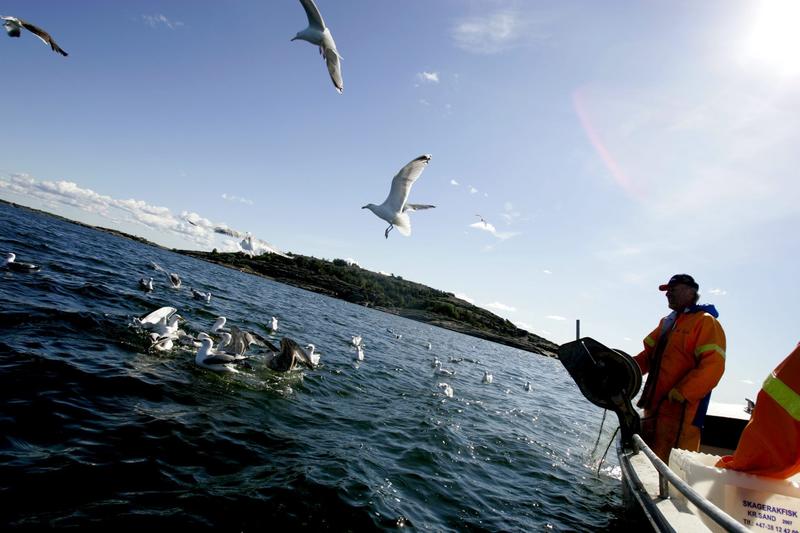 At Oslofjorden trenger ro for at vi senere kan høste av fisken igjen, er det liten tvil om