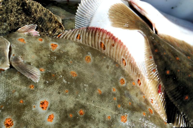 Også fiskere har naturligvis alt å tjene på tiltakene på sikt