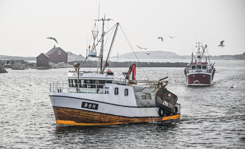 Blir Oslofjorden friskere av fiskeforbud?