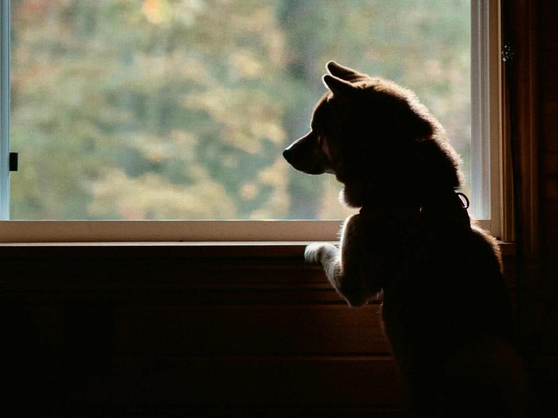 Un figlio o un cane