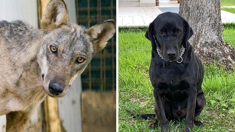Lupi uccidono i cani, l’incubo a Vergiano: “Hanno fatto strage”