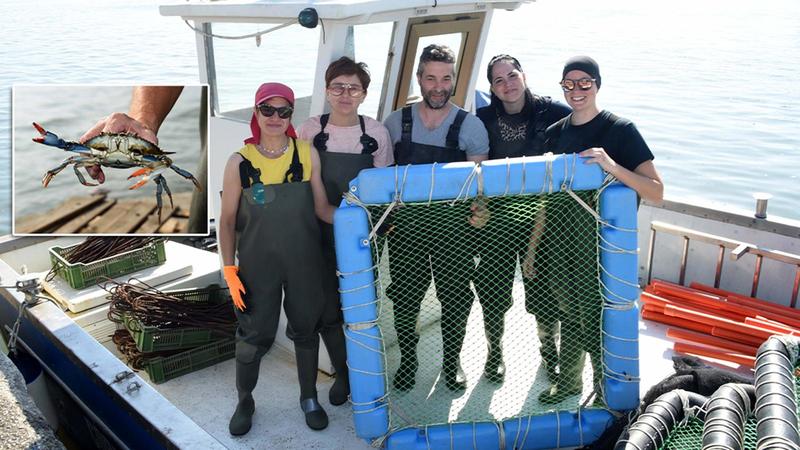 Granchio blu, spariti 250 pescatori: barriera luminosa contro l’alieno