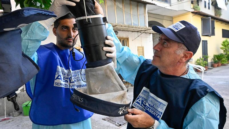 West Nile, gli esperti: i numeri cresceranno ancora. Le ipotesi sul picco e l’imprevedibilità della curva