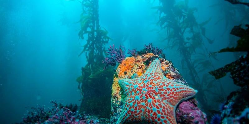 Trump's Big New Law Is a Disaster for the Big Blue Sea