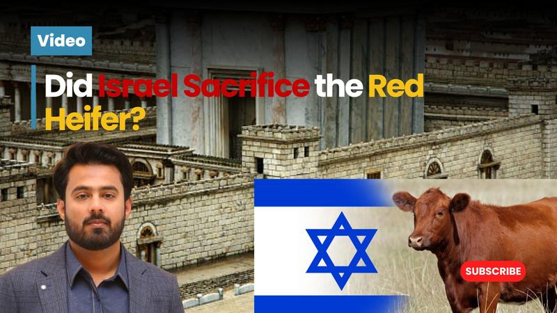 Did Israel Sacrifice the Red Heifer?