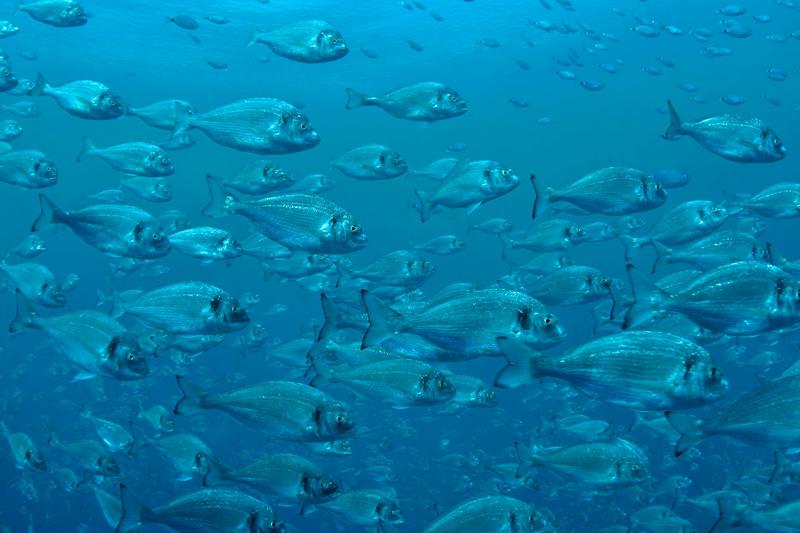 Los peces van al gimnasio: cómo mejorar el bienestar y la calidad de las especies de acuicultura