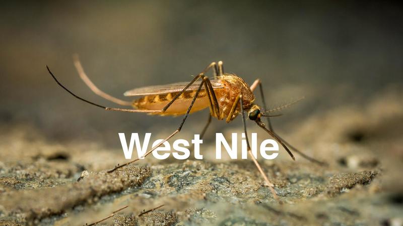 Triplicate le infezioni da West Nile: tutti i dati dell’ultimo bollettino Iss. Il confronto con gli ultimi 3 anni /