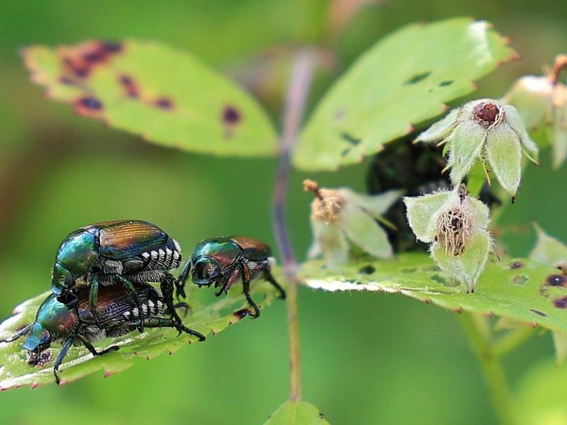 GARDEN CLIPPINGS: Controlling Japanese beetles