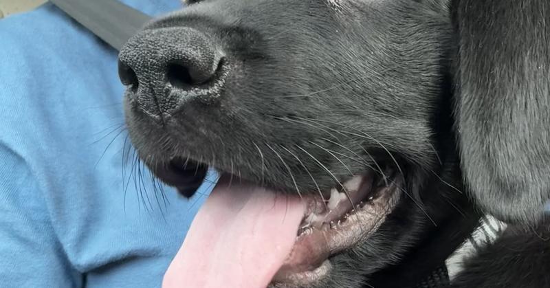 How to Pet a Dog: An Essential Skill for Kids