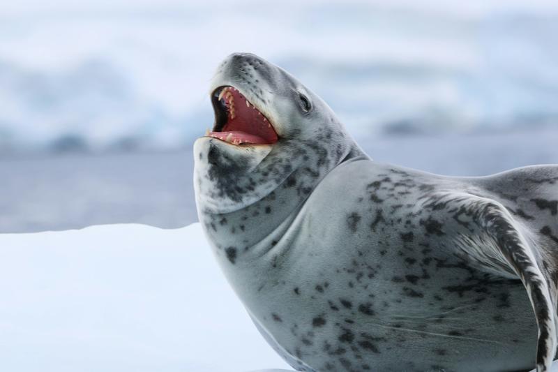 Rockabye baby: the ‘love songs’ of lonely leopard seals resemble human nursery rhymes