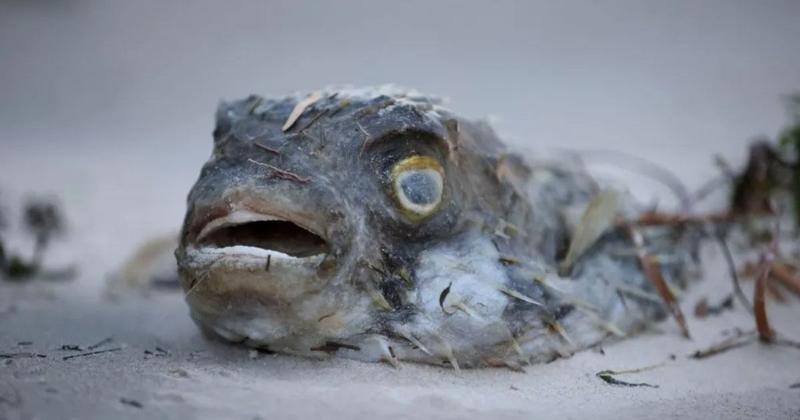 ‘When sea hurts, we hurt’: SA's toxic algal bloom