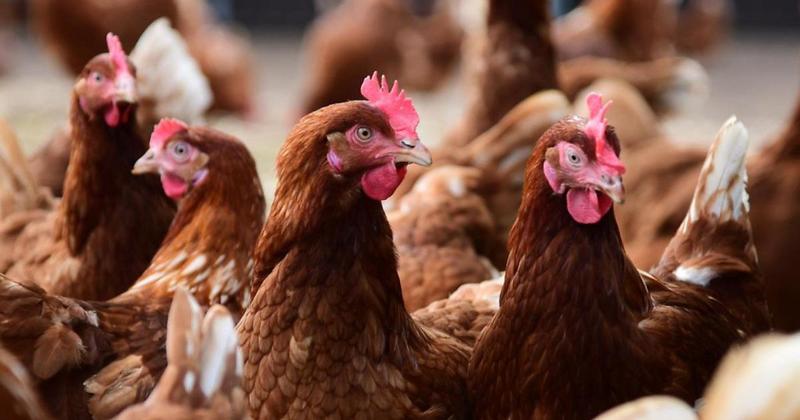 Bird flu case confirmed at farm in Norfolk