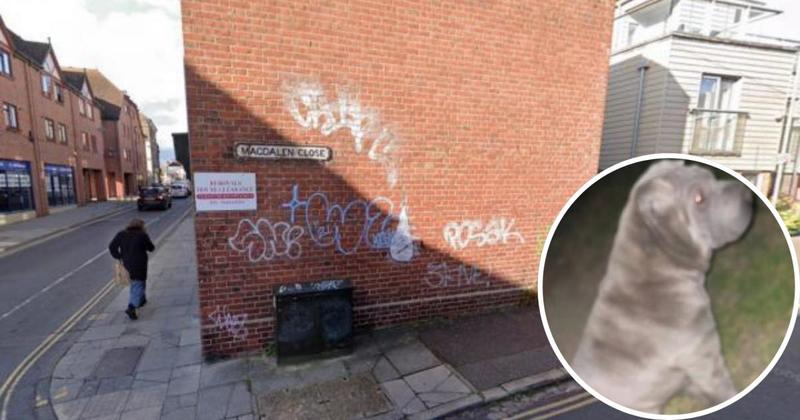 Police investigation closed after dog found dead in bin with horrific injuries