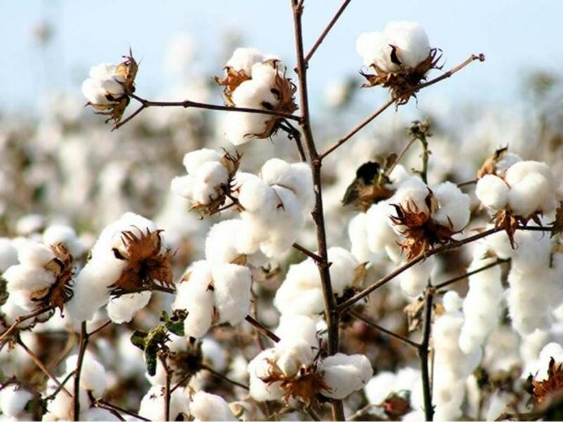 Monsoon rains: boon or bane for cotton production and exports?